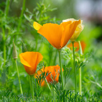 Californian Poppy- Aurantiaca Orange