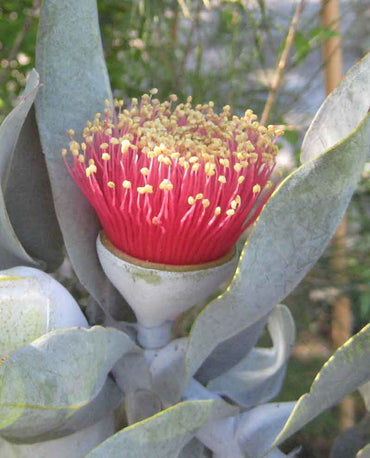 Eucalyptus- Rose of the West