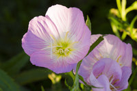 Evening Primrose- Pink