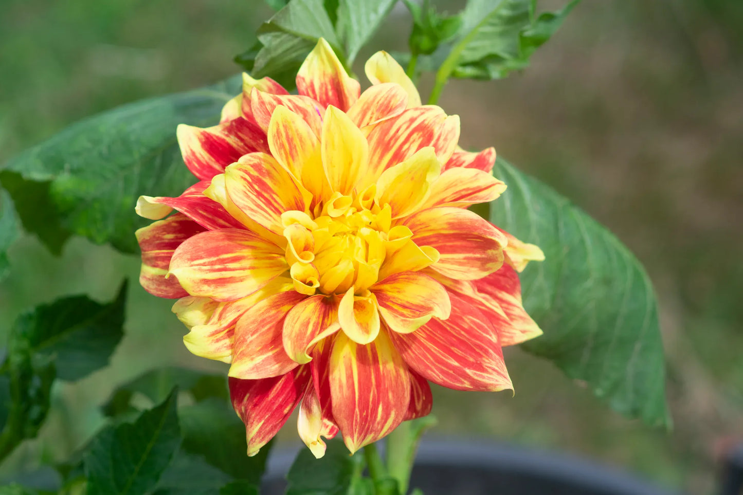 Explosion Dahlia