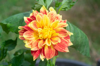 Explosion Dahlia