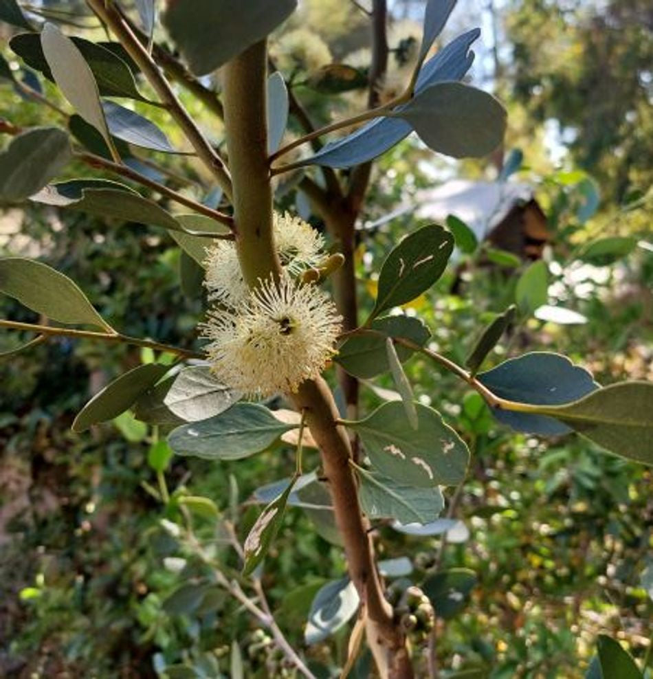 Eucalyptus- Round Leaved Mallee