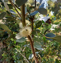Eucalyptus- Round Leaved Mallee