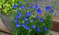 Delphinium- Butterfly Blue