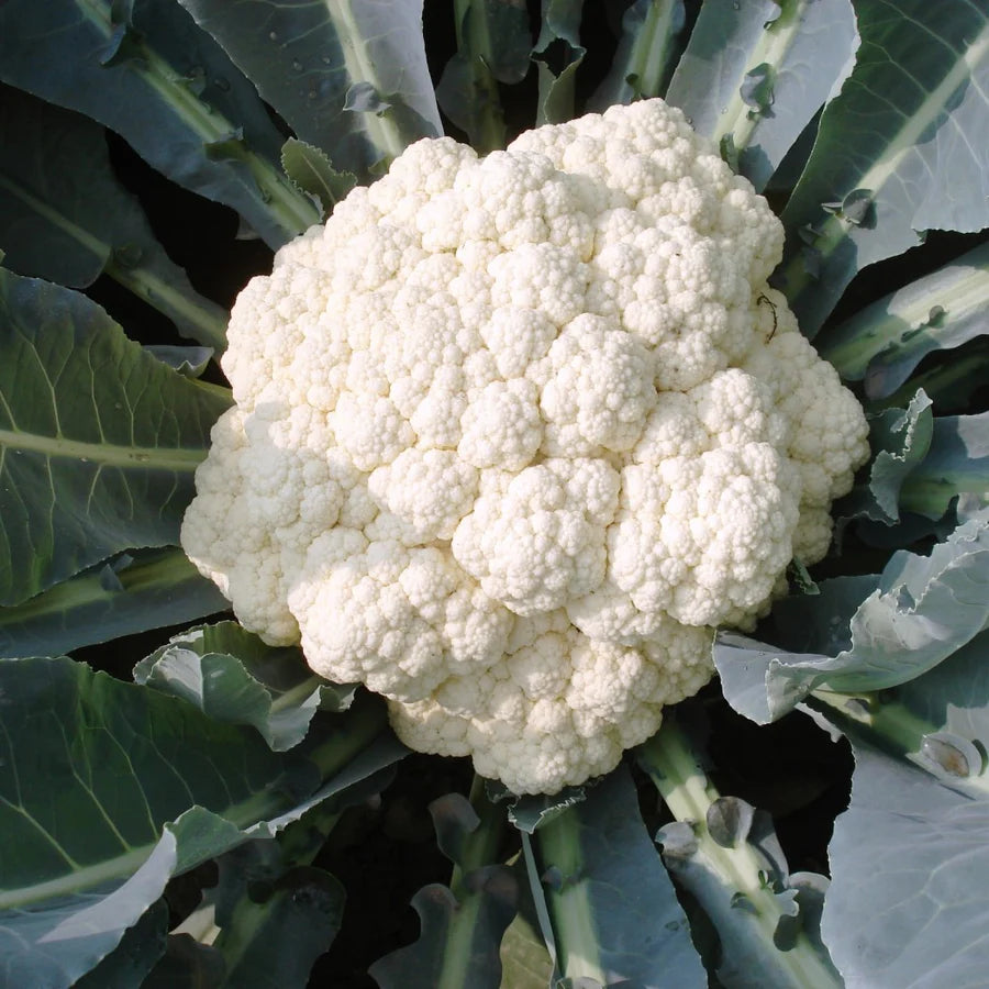 Denali – Cauliflower Seed