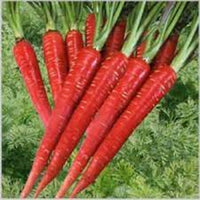 Carrot Red Long Vegetable Seeds