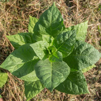 Light Green Orach – Organic Greens Seed