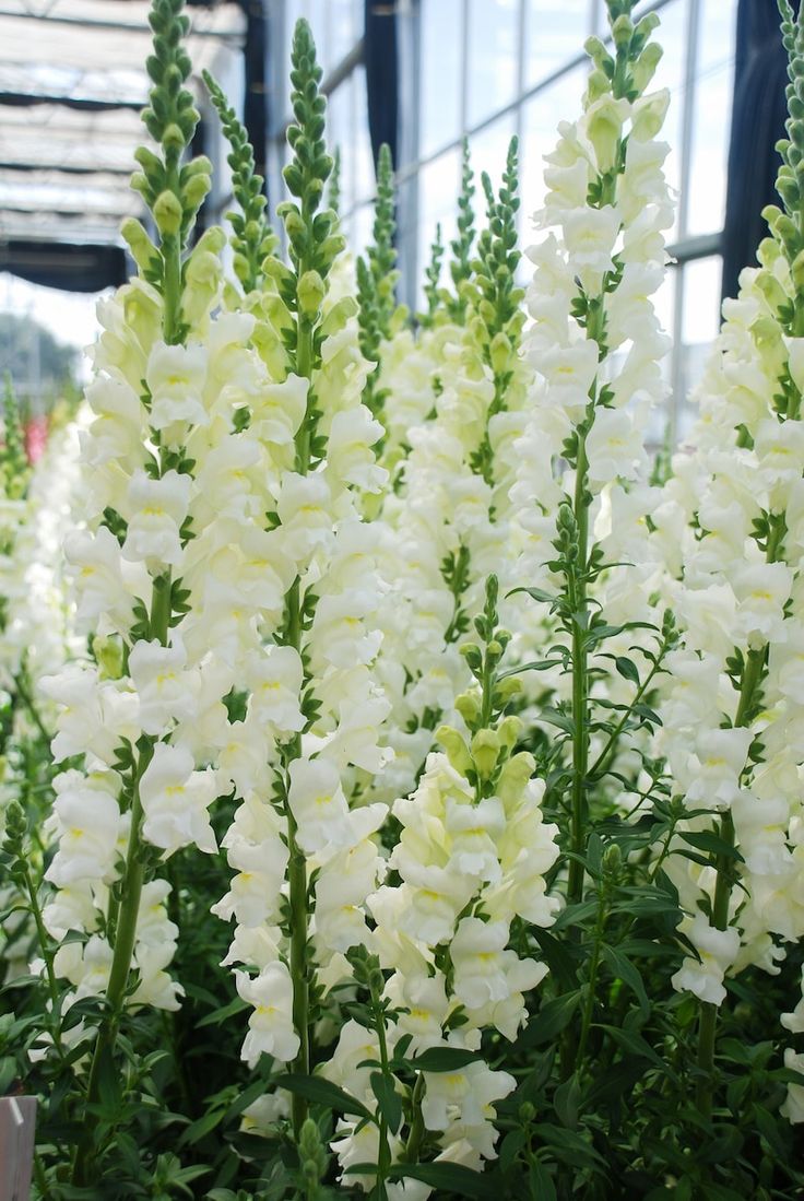 Potomac Ivory Snapdragon Seed