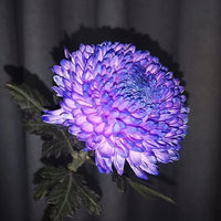 Peony Chrysanthemum Flower Seeds