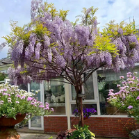 Purple Wisteria Seeds
