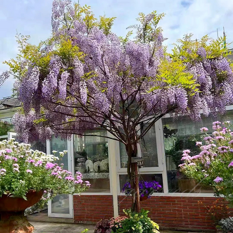 Purple Wisteria Seeds