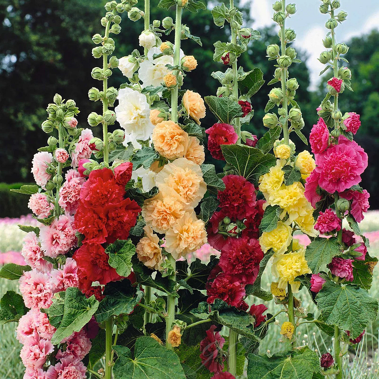 Double-Flowered Hollyhock Seeds