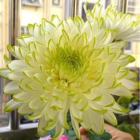 Green Giant Chrysanthemum Seeds