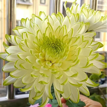 Green Giant Chrysanthemum Seeds