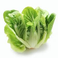 Sunland – Pelleted Romaine Seeds