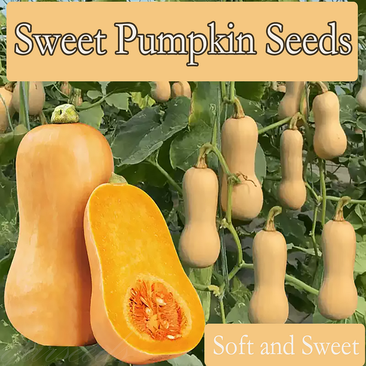 Sweet Cream Pumpkin Seeds