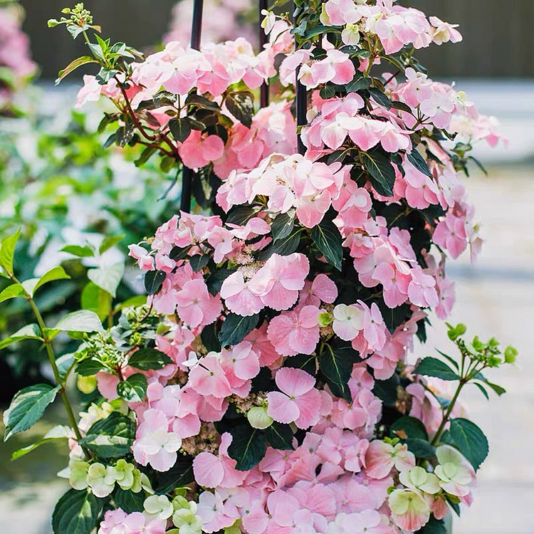 Runaway Bride Climbing Hydrangea Seeds