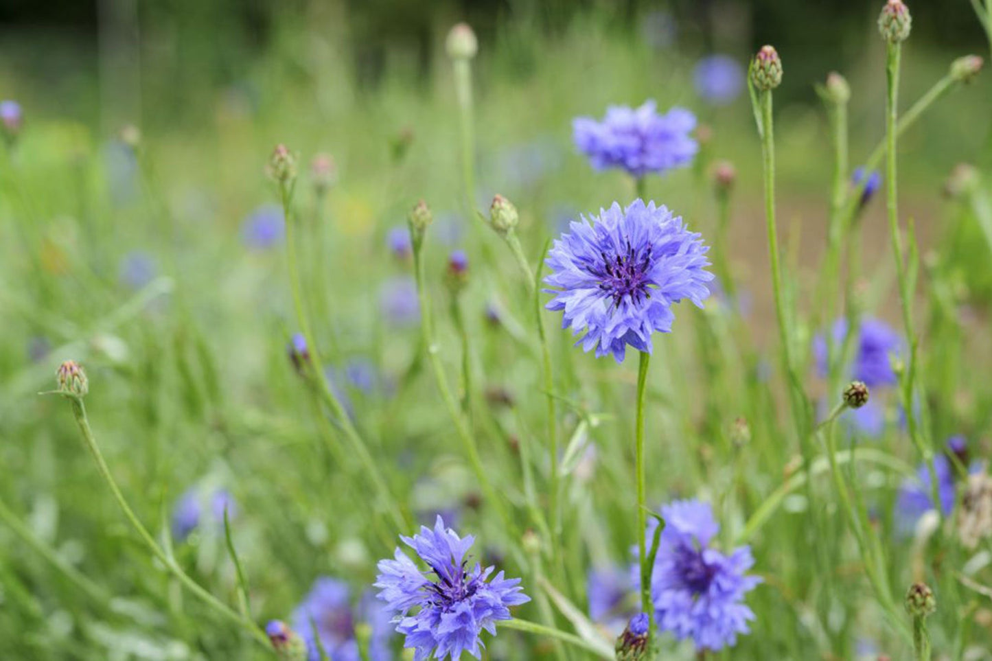 Cornflower- Blue Boy