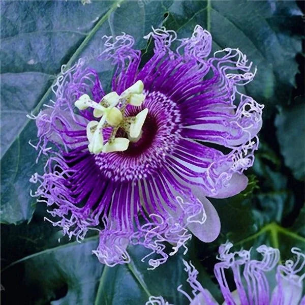 Egrow Passion Flower Seeds