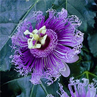 Egrow Passion Flower Seeds