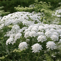 Queen Anne's Lace