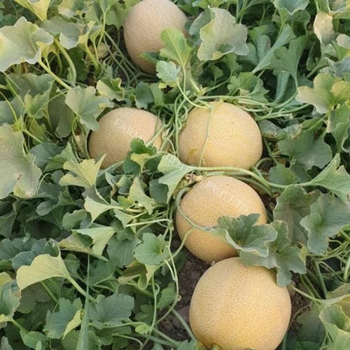 Lilly – Melon Seed