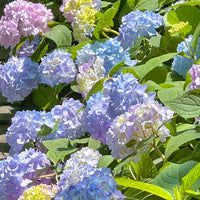 Endless Summer Hydrangea Flower Seeds
