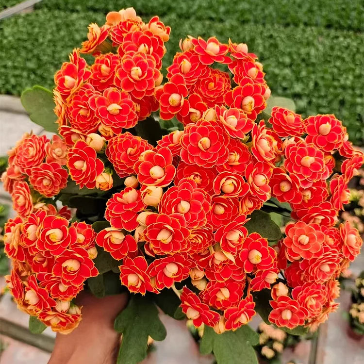 Kalanchoe - Longevity Flower Seeds