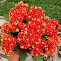Kalanchoe - Longevity Flower Seeds