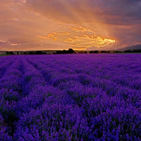 Provence Lavender Seeds