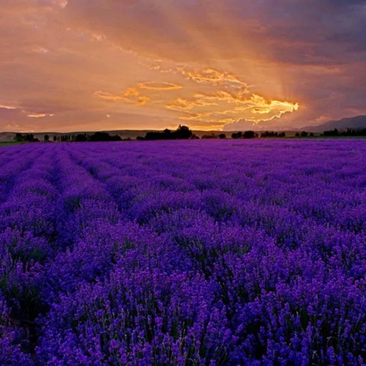 Provence Lavender Seeds