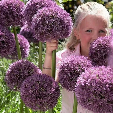 Giant Allium Giganteum Seeds