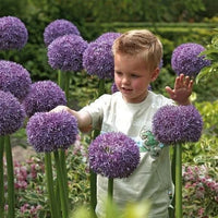 Giant Allium Giganteum Seeds