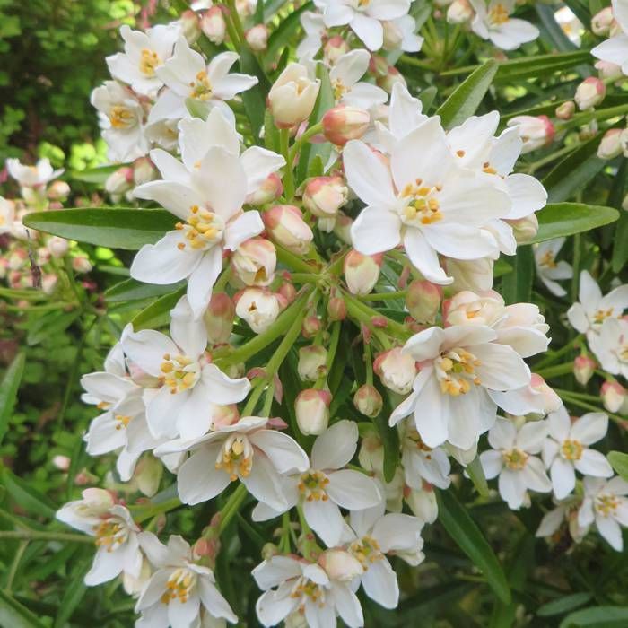 Aztec Pearl Flower Seeds for planting in home garden