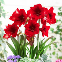 Red Amaryllis Flower Seeds for Planting | Heirloom, Non-GMO, Organic Garden Blooms - Amaryllis for planting in home garden