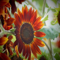 Sunflower Infrared Mix Seeds