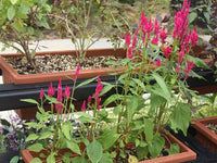 Sugar Lace II – Pea Seed