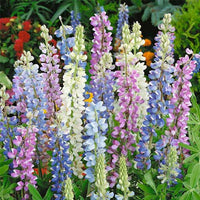Hartwegii Mix Lupine Flower Seeds for Planting – Vibrant Colors, Heirloom Garden Seeds