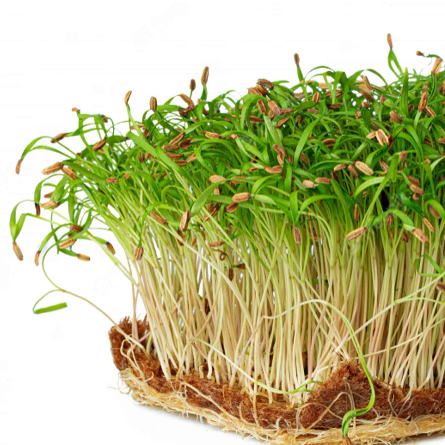Fennel, Green – Organic Microgreen Seed