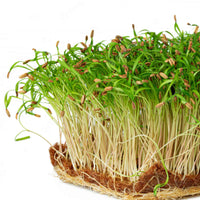Fennel, Green – Organic Microgreen Seed