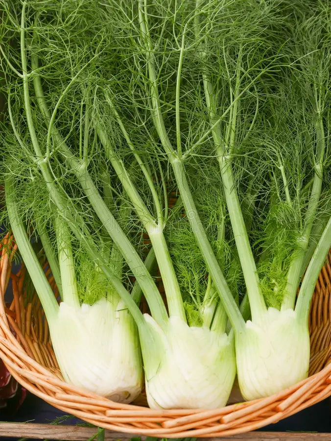 Preludio – Fennel Seed