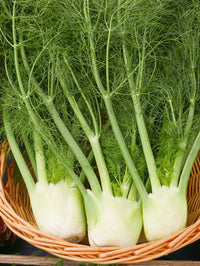 Preludio – Fennel Seed