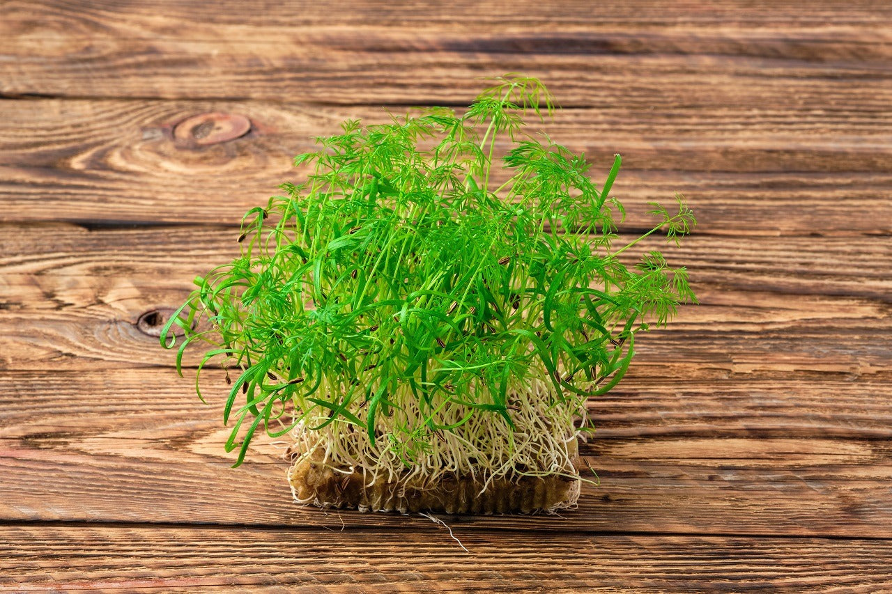 Fennel, Green – Microgreen Seed
