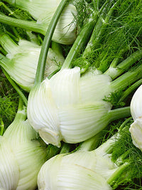 Florence Fennel