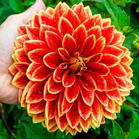 Dutch Carnival Dahlia