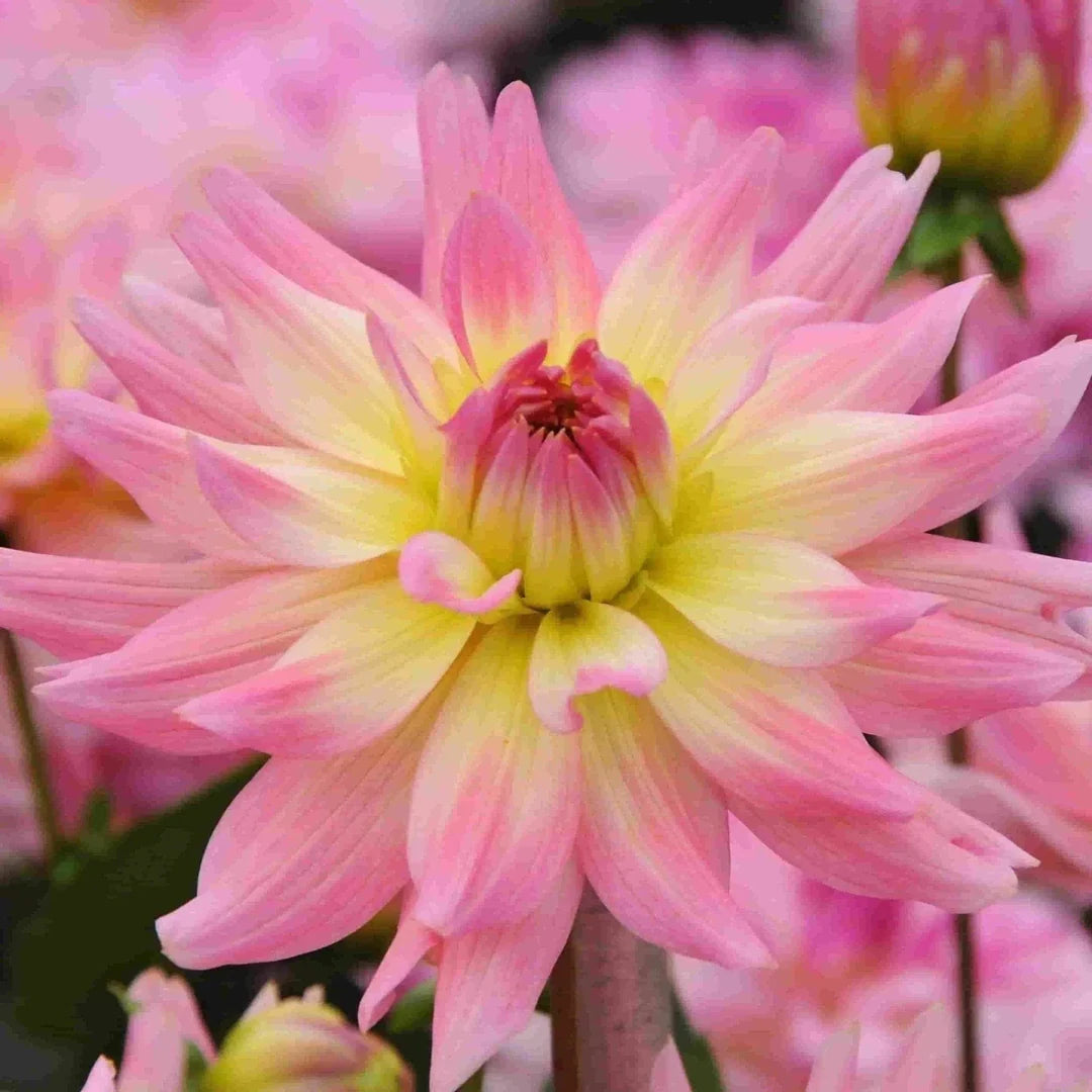 Melody Gipsy Dahlia