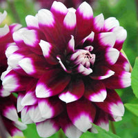 Mystery Day Dahlia