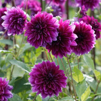 Emperor Dahlia