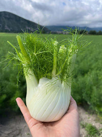 Preludio – Fennel Seed