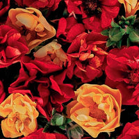 Potentilla- Fireball Mix